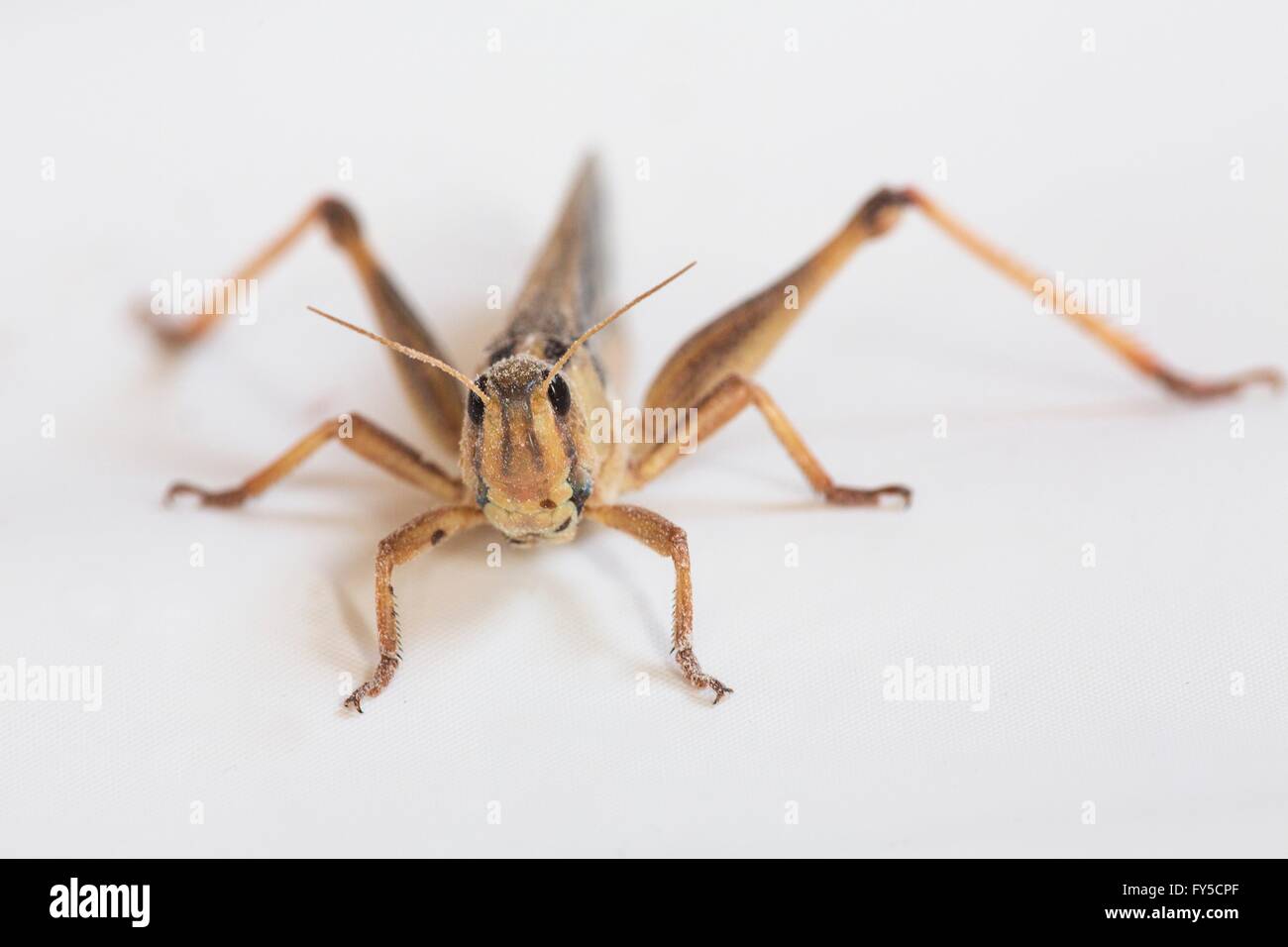 La produzione su larga scala di insetti commestibili (Grasshopper) in Olanda Foto Stock