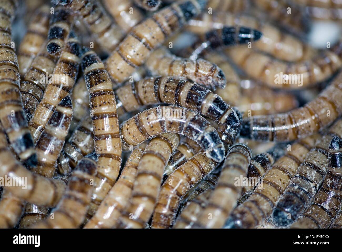 La produzione su larga scala di insetti commestibili (mealworms) in Olanda Foto Stock