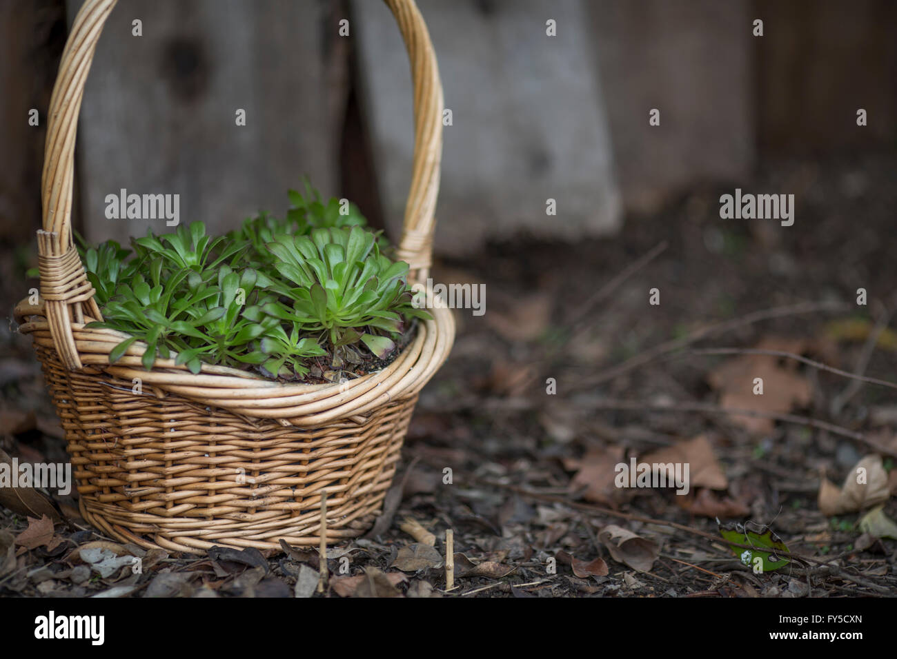 Succulente in un cestello Foto Stock