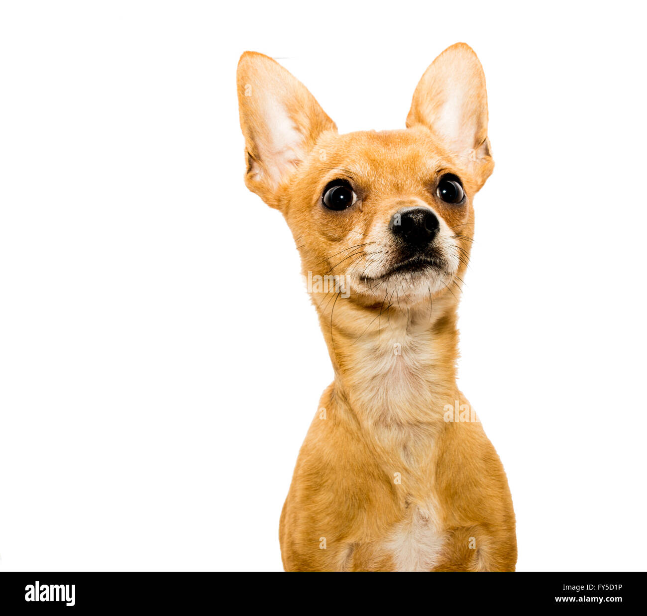 Tasto alto colpo di un avviso chihuahua cane nella parte anteriore di uno sfondo bianco e guardando verso l'alto - lato destro Foto Stock
