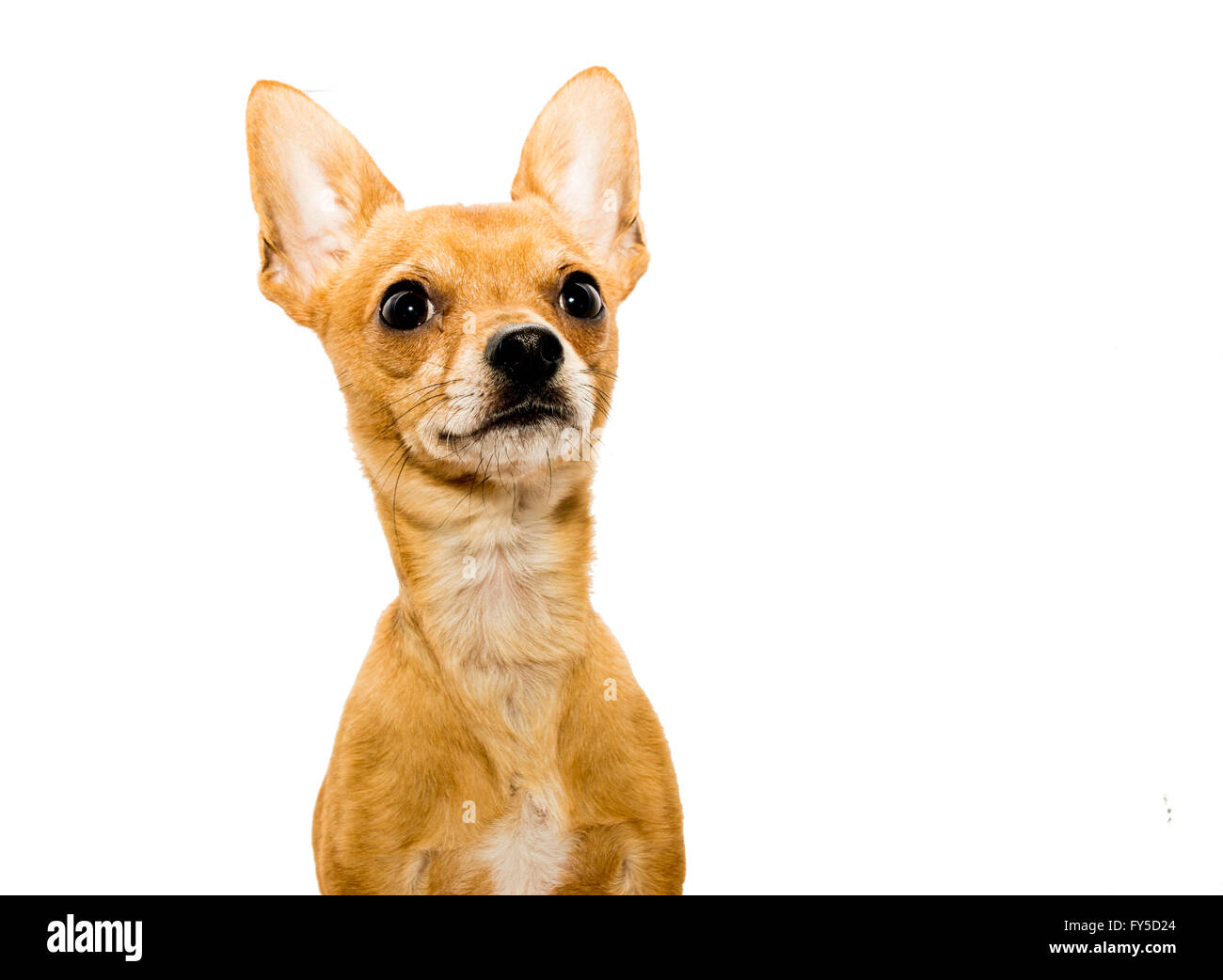 Tasto alto colpo di un avviso chihuahua cane nella parte anteriore di uno sfondo bianco e guardando verso l'alto - lato sinistro Foto Stock