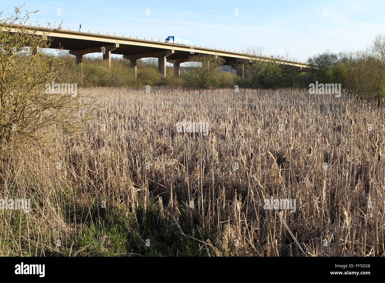 Cavalcavia autostradale e reed bed Foto Stock