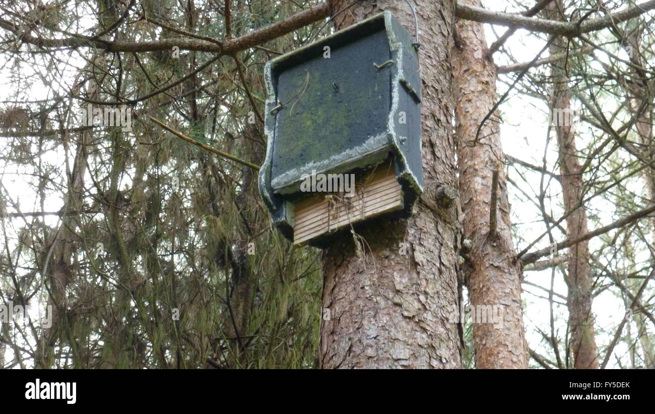 casella di pipistrello sull'albero Foto Stock
