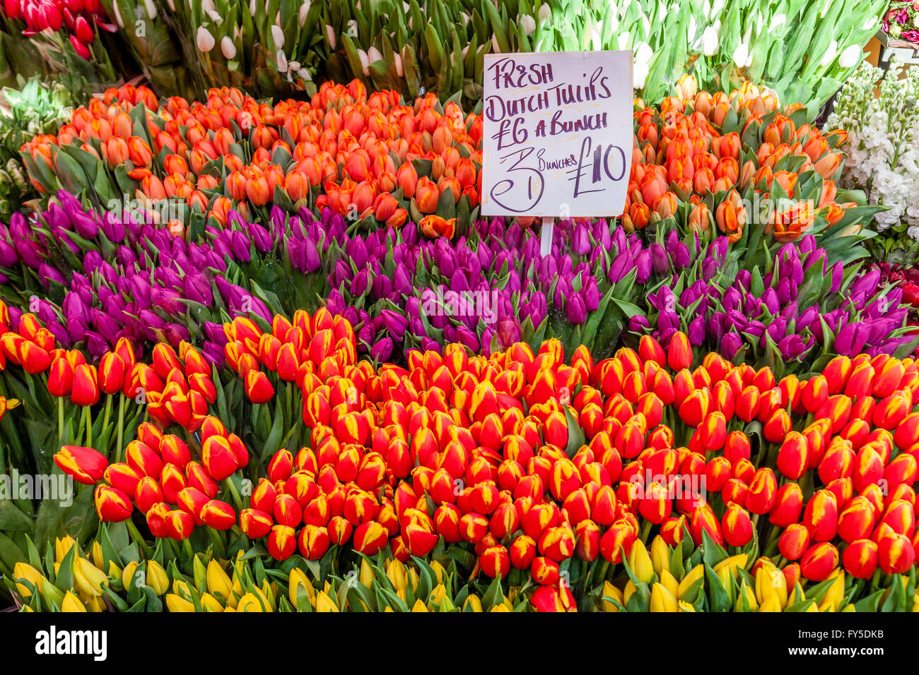 I tulipani in vendita, Columbia Road Flower Market, Tower Hamlets, Londra, Inghilterra Foto Stock