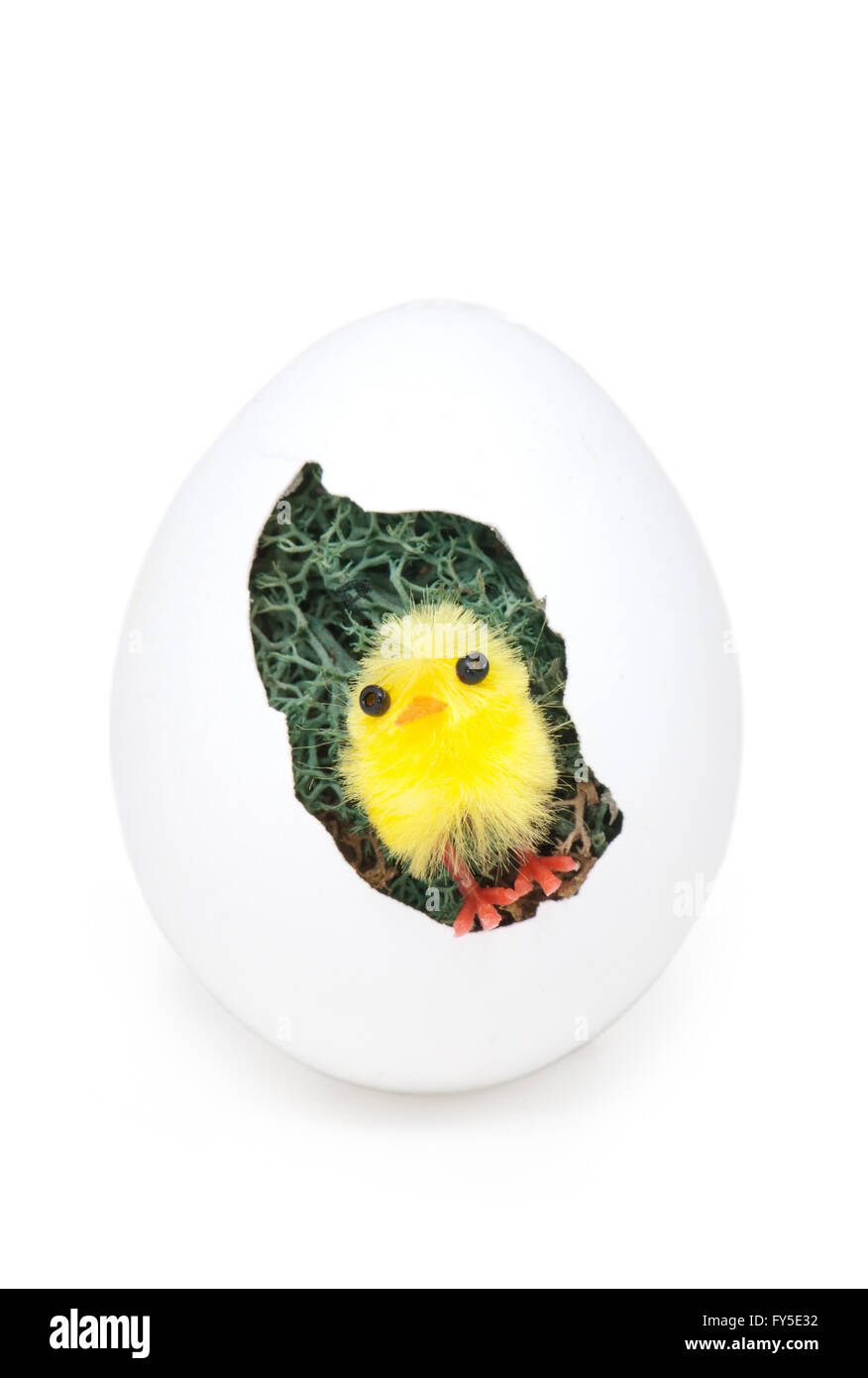Pulcino giallo in un uovo di pasqua come una decorazione di Pasqua, isolato Foto Stock