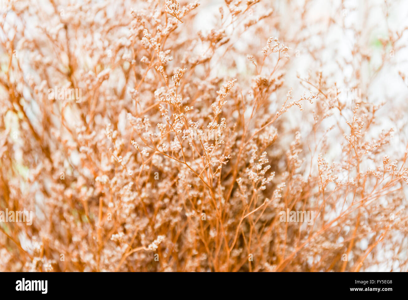 Vintage luce morbida tono e soft focus di natura astratta sfondo con fiore di erba Foto Stock