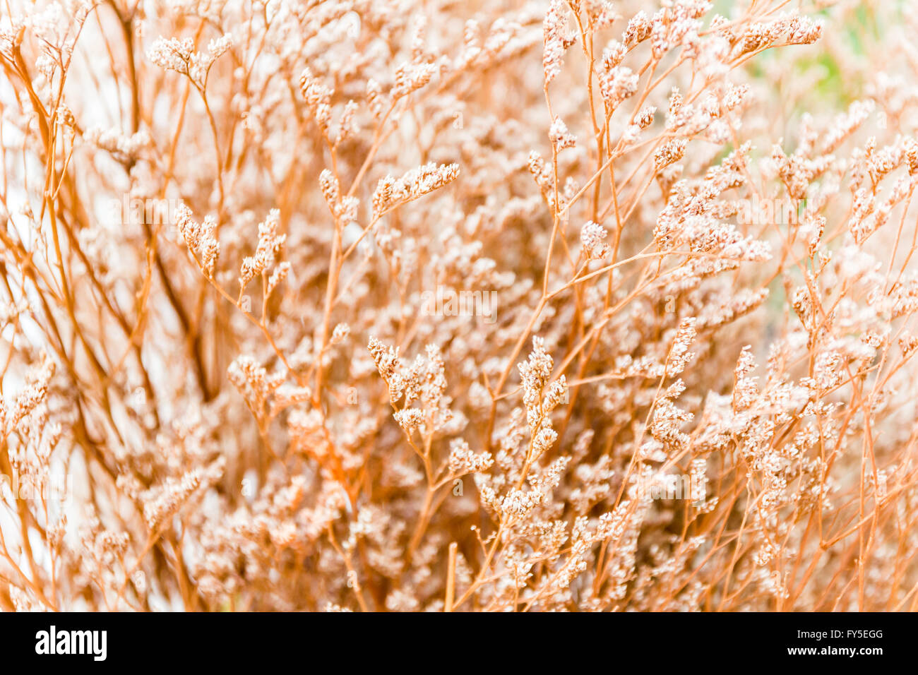 Vintage luce morbida tono e soft focus di natura astratta sfondo con fiore di erba Foto Stock