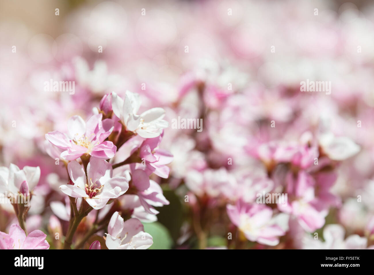 Indian biancospino (Rhaphiolepis indica), Pink Lady, fiori che fioriscono in primavera. Foto Stock