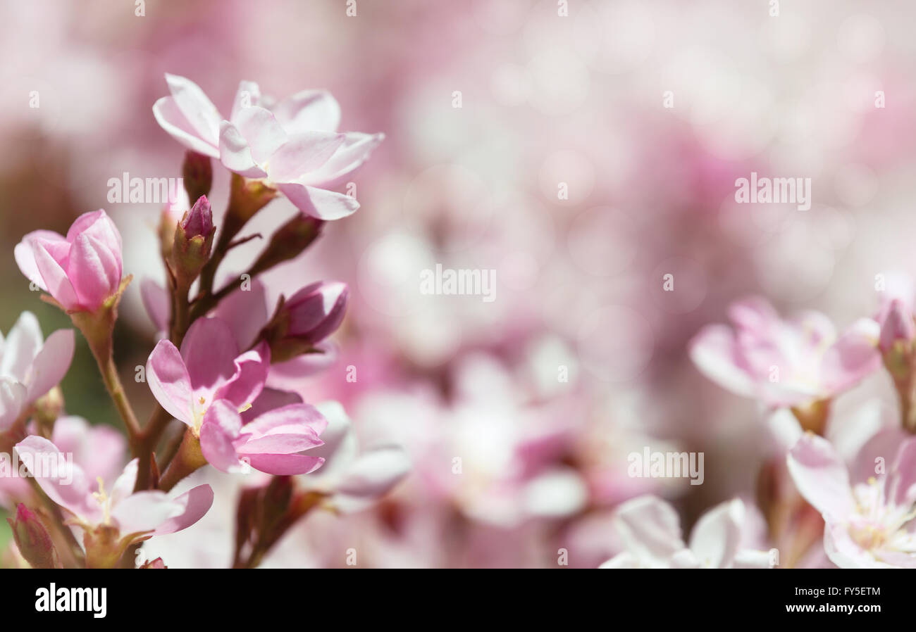 Indian biancospino (Rhaphiolepis indica), Pink Lady, fiori che fioriscono in primavera. Foto Stock