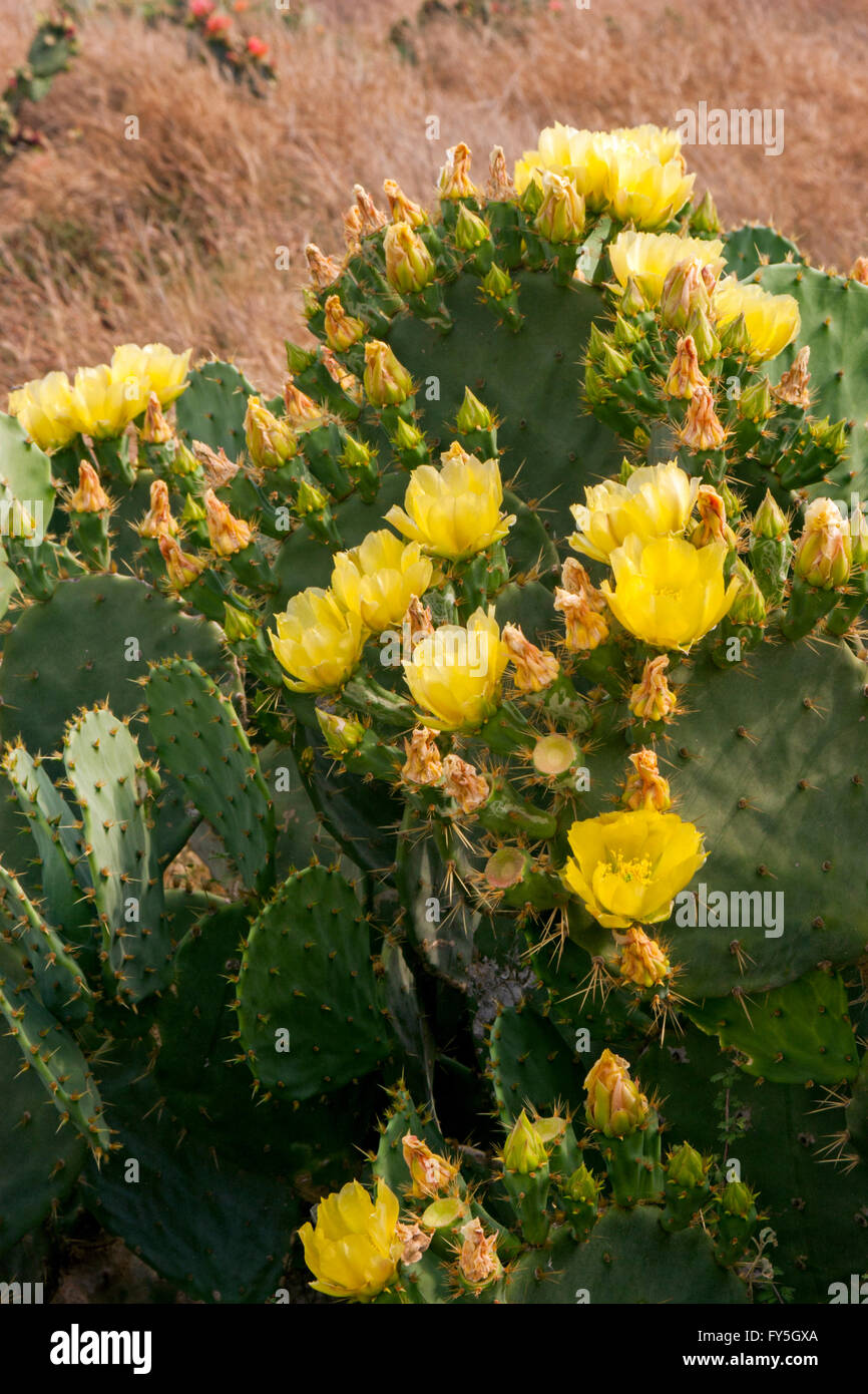 Texas Ficodindia Opuntia engelmannii var. lindheimeri Boca Chica, Texas, Stati Uniti 9 aprile piante in fiore. Cac Foto Stock