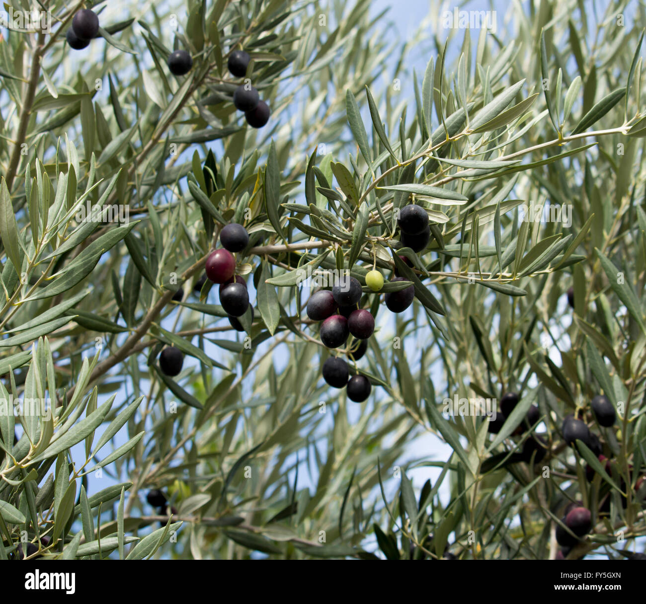 Olive ,Olea europaea, che cresce su un piccolo albero in famiglia Oleaceae  | Piante ornamentali, la maturazione di un lussureggiante viola fonte  importante di olio di oliva e di una dieta sana