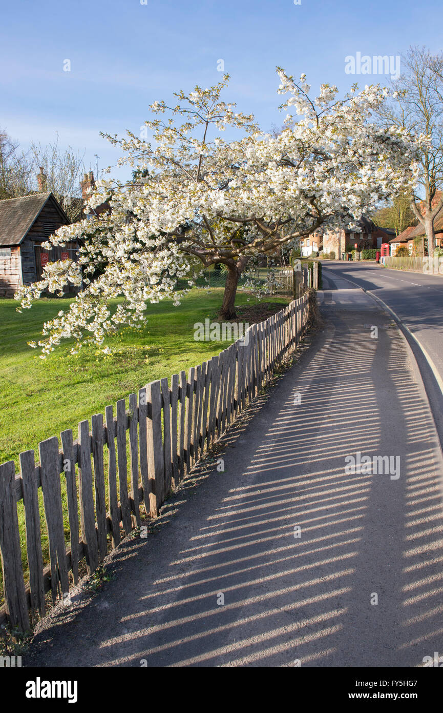 Prunus. Fioritura di ciliegio in Clifton Hampden, Oxfordshire, Inghilterra Foto Stock