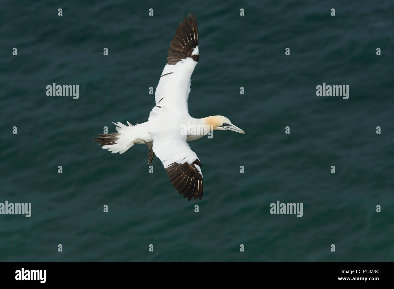 Un singolo Northern Gannet (Morus bassanus) in volo sopra il mare blu, Bempton, East Yorkshire, Regno Unito Foto Stock