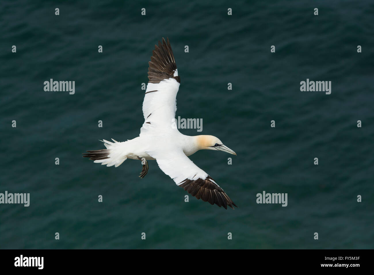 Un singolo Northern Gannet (Morus bassanus) in volo sopra il mare blu, Bempton, East Yorkshire, Regno Unito Foto Stock