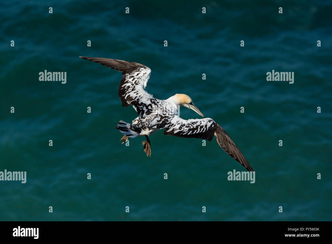 Un singolo Northern Gannet (Morus bassanus) in volo sopra il mare blu, Bempton, East Yorkshire, Regno Unito Foto Stock