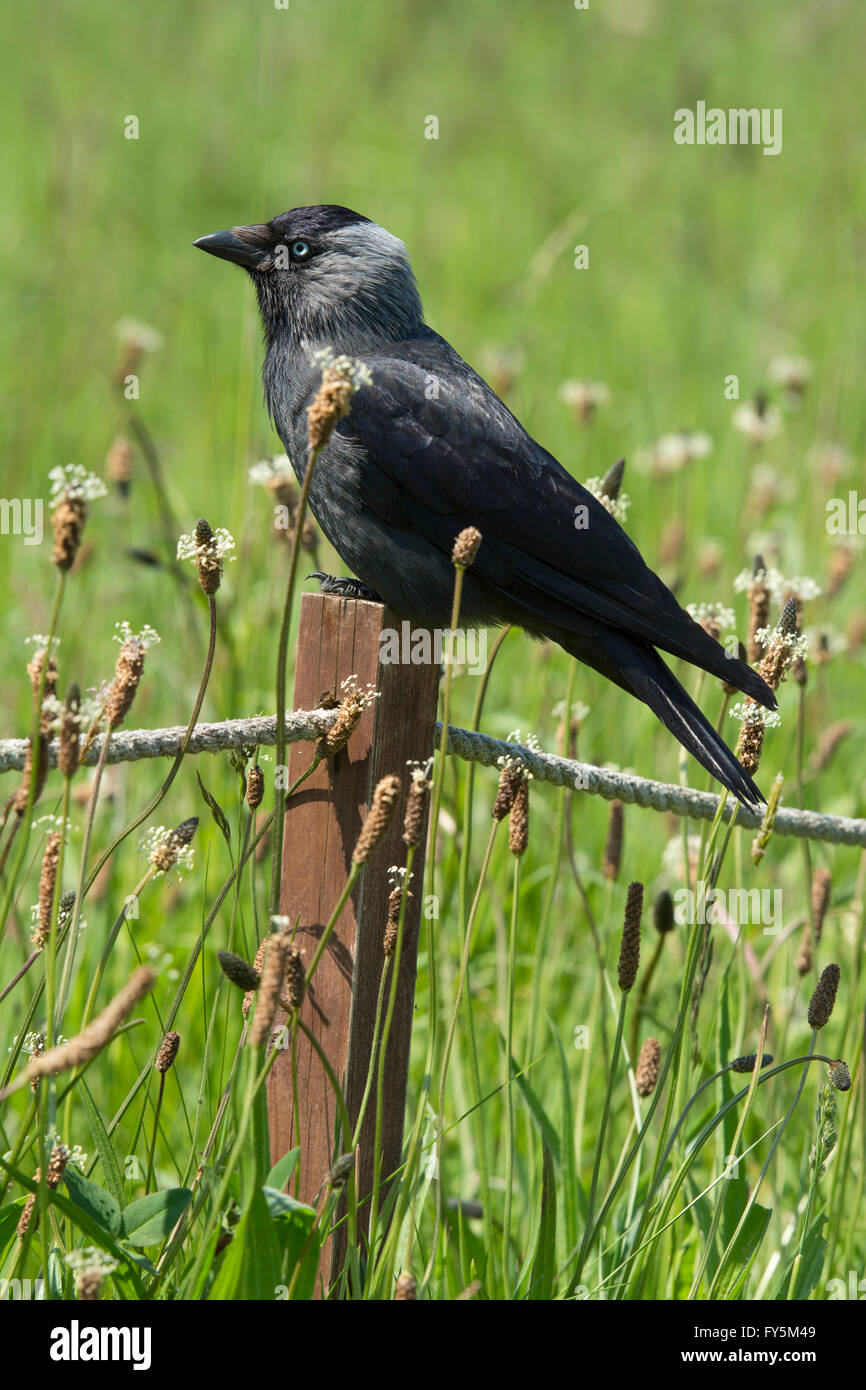 Un adulto Taccola (Corvus monedula / Coloeus monedula) close up, appollaiato tra erba lunga, Bempton, East Yorkshire, Regno Unito Foto Stock