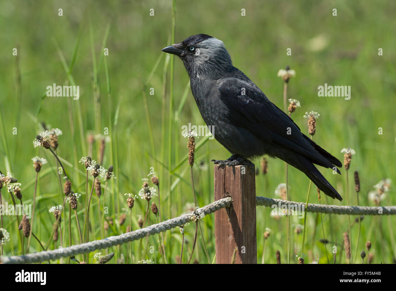 Un adulto Taccola (Corvus monedula / Coloeus monedula) close up, appollaiato tra erba lunga, Bempton, East Yorkshire, Regno Unito Foto Stock