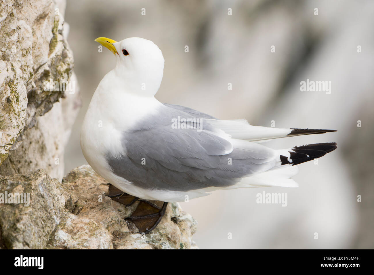 Un singolo Kittiwake (Rissa tridactyla) seduto sulla scogliera battuta, Bempton Cliffs, East Yorkshire, Regno Unito Foto Stock