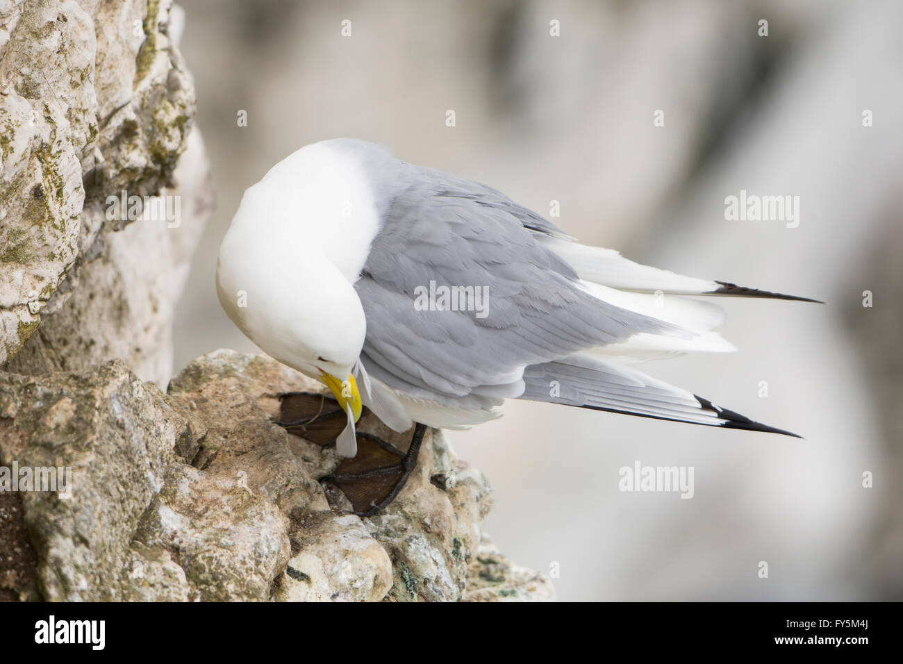 Un singolo Kittiwake (Rissa tridactyla) seduto sulla scogliera battuta, Bempton Cliffs, East Yorkshire, Regno Unito Foto Stock