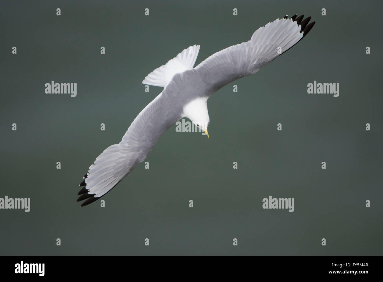 Un singolo Kittiwake (Rissa tridactyla) in volo sopra il mare blu, Bempton Cliffs, East Yorkshire, Regno Unito Foto Stock