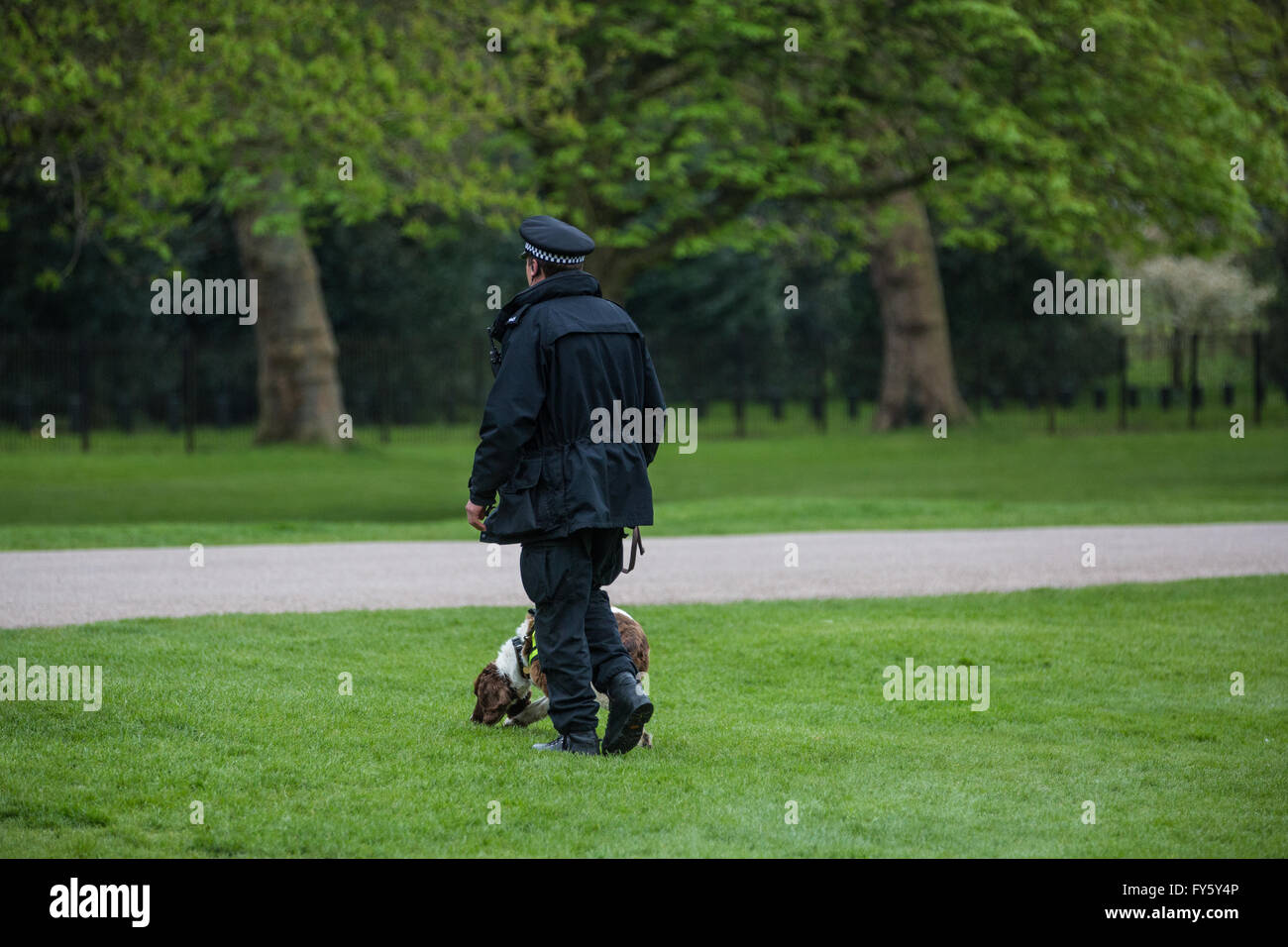 Windsor, Regno Unito. Il 22 aprile, 2016. Una polizia sniffer cane sulla lunga passeggiata in Windsor Great Park prima della visita di Barack Obama per un pranzo privato con la regina per festeggiare il suo novantesimo compleanno. Credito: Mark Kerrison/Alamy Live News Foto Stock
