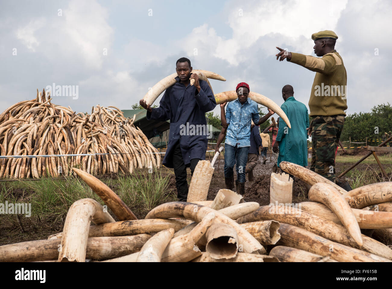 Nairobi, in Kenya. Il 22 aprile, 2016. Lavoratori portano zanne di elefante per roghi in preparazione del Kenya di masterizzare storico di 105 tonnellate di avorio nel Parco Nazionale di Nairobi. Nairobi, Kenya Credito: Alissa Everett/Alamy Live News Foto Stock