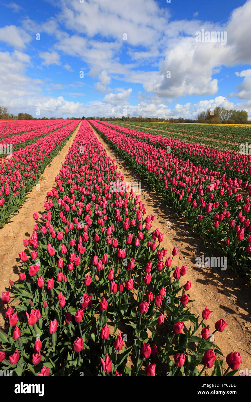 Vicino a King's Lynn, Norfolk, Inghilterra, Regno Unito. Il 23 aprile 2016. Colori luminosi in un campo di tulipani vicino a King's Lynn. Credito: Stuart Aylmer/Alamy Live News Foto Stock