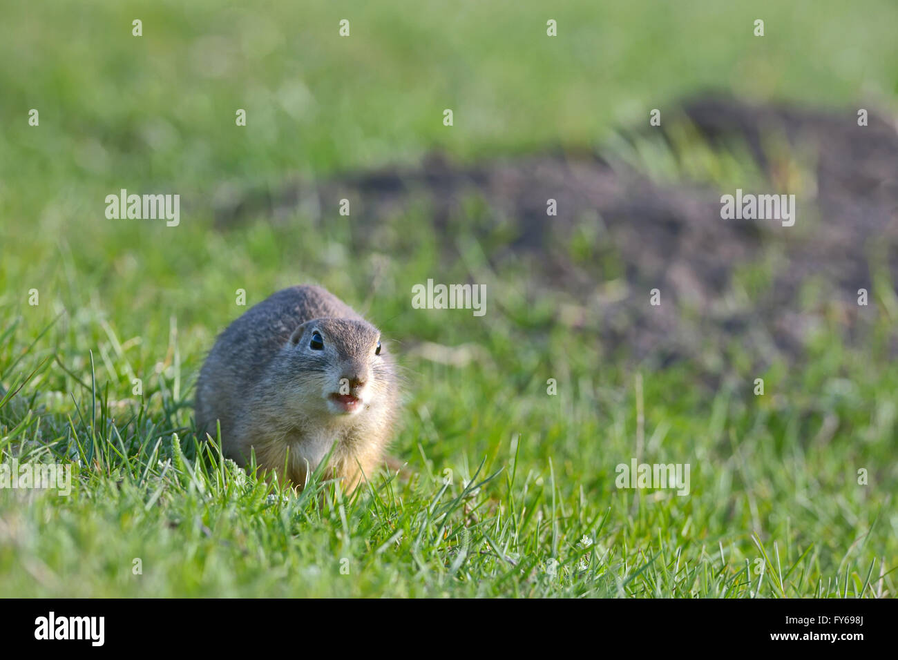 Terreno europeo permanente di scoiattolo sull'erba Foto Stock