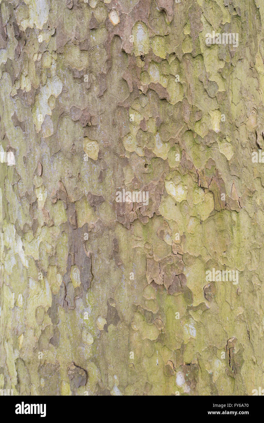 Corteccia di albero di acero con bellissimi colori e texture Foto Stock