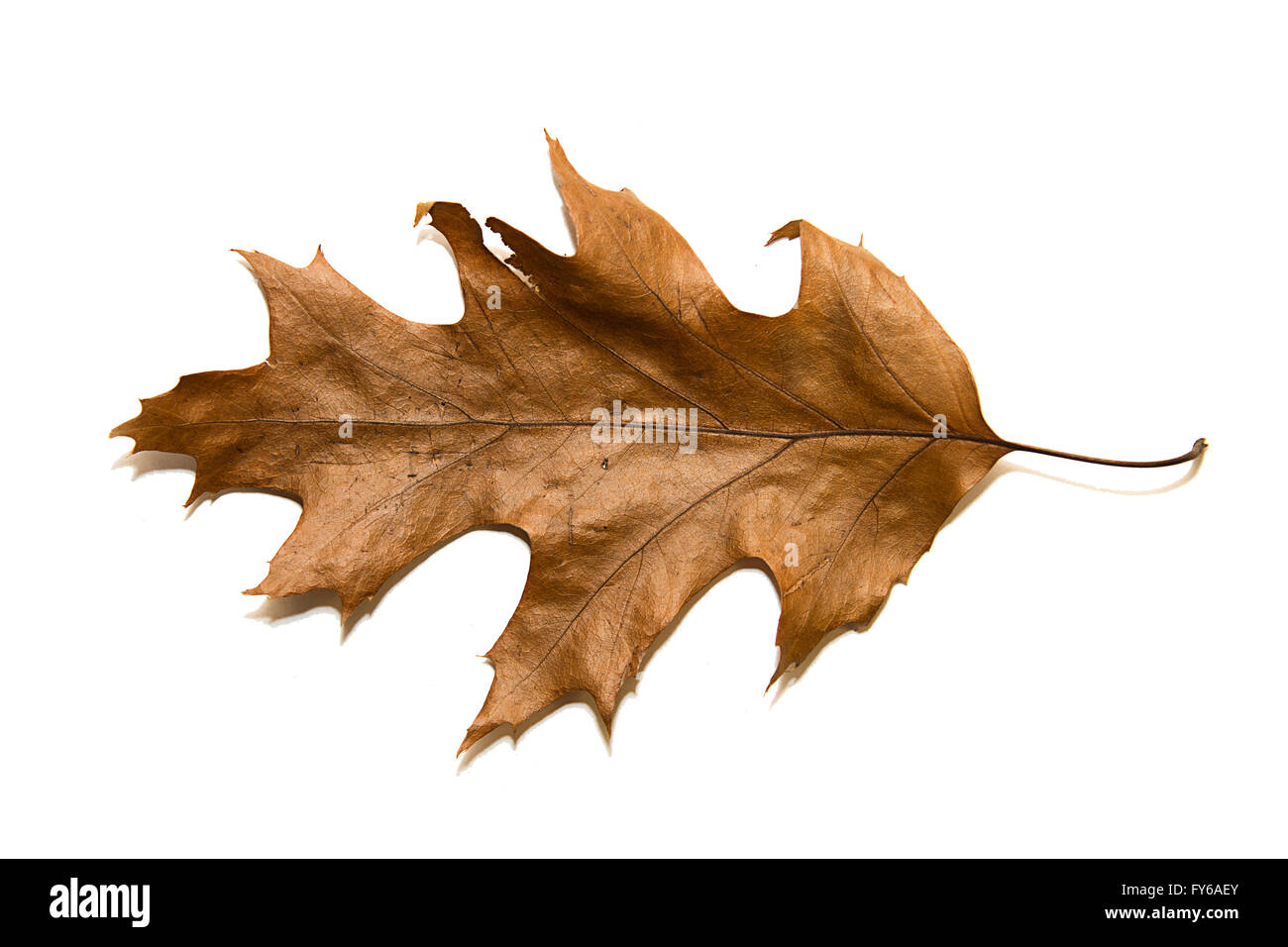 Autunno a secco foglie di quercia su bianco Foto Stock