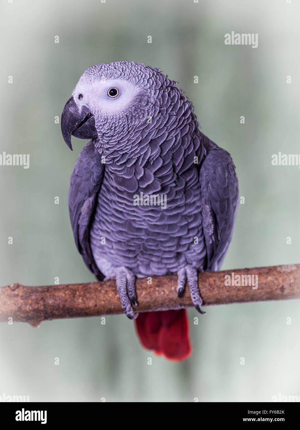 Congo pappagallo grigio africano, poste su un ramo naturale contro un pallido sfondo verde. Si tratta di un popolare uccello pet a causa della loro Foto Stock