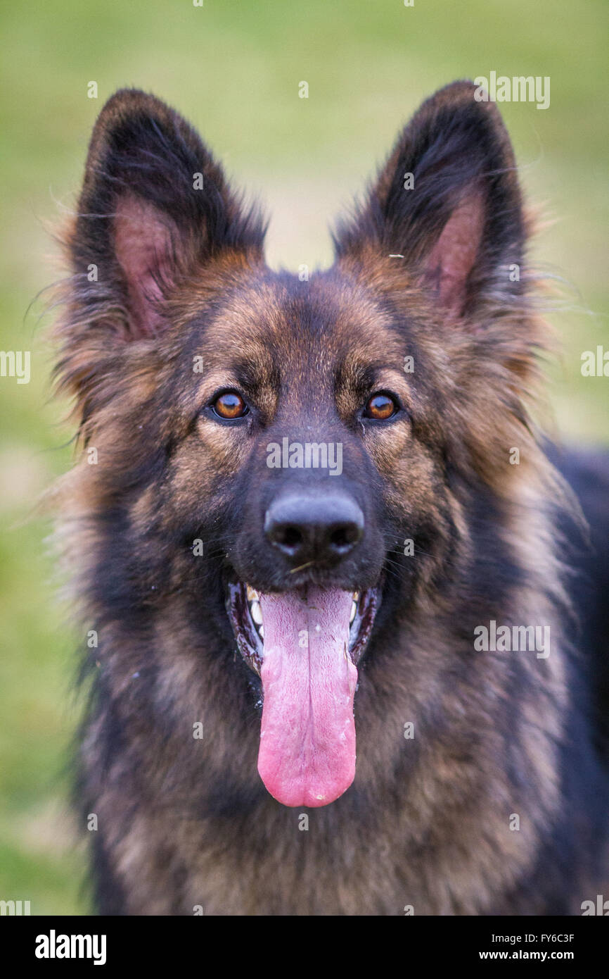 Il tedesco il cane pastore alsaziano guardare dritto verso la fotocamera con le sue orecchie e enorme lingua appendere fuori. Foto Stock
