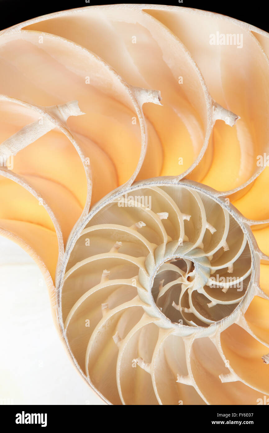 Nautilus sezione di guscio, perfetto modello di Fibonacci sfondo Foto Stock
