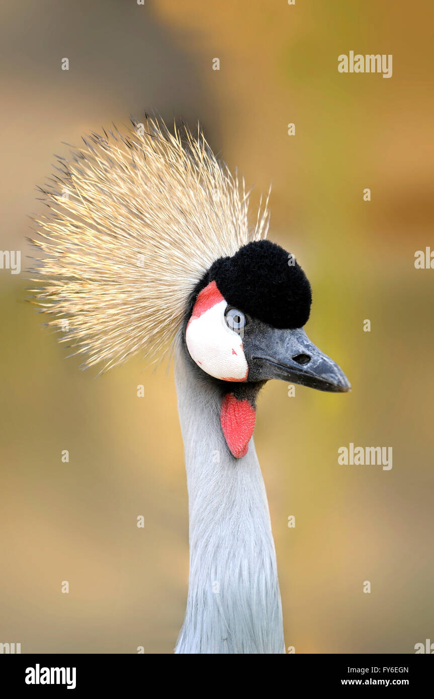 Ritratto verticale di adulto di Grey Crowned Crane, Balearica regulorum. Foto Stock