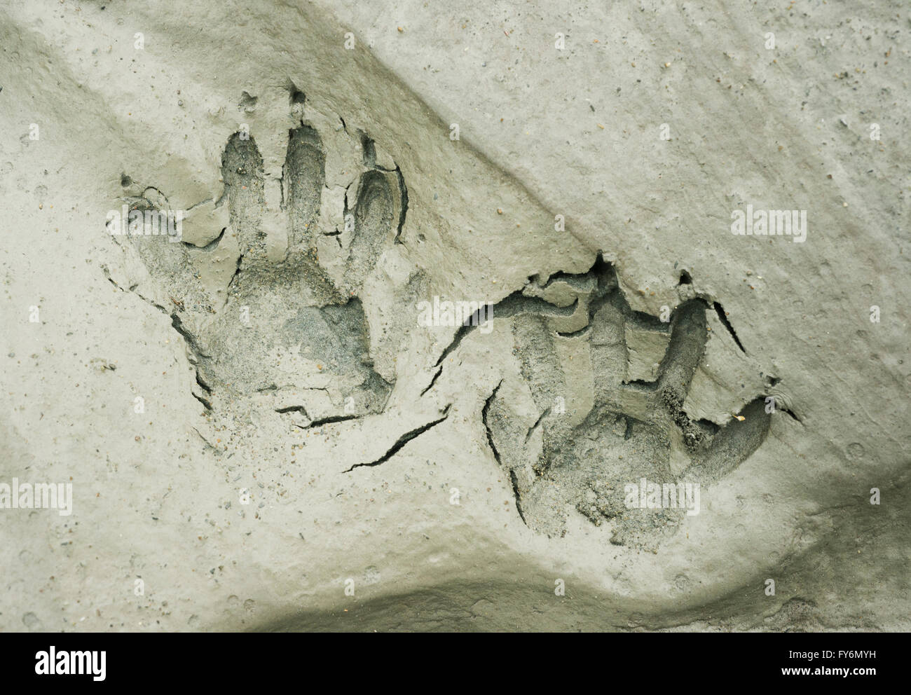 Raccoon tracce nel fango di esposti alveo del fiume Elwha restauro, Penisola Olimpica, Washington Foto Stock