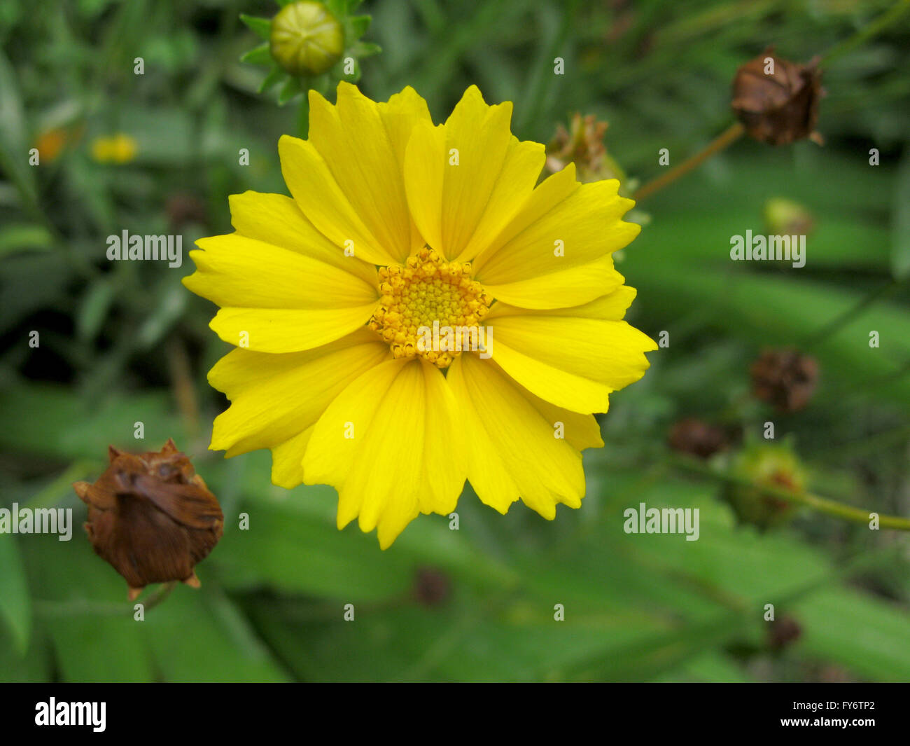 Fiore giallo dall Himalaya Foto Stock