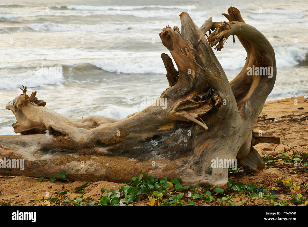 Sri Lanka, Viaggi, Luoghi e Volti in Sri Lanka Foto Stock