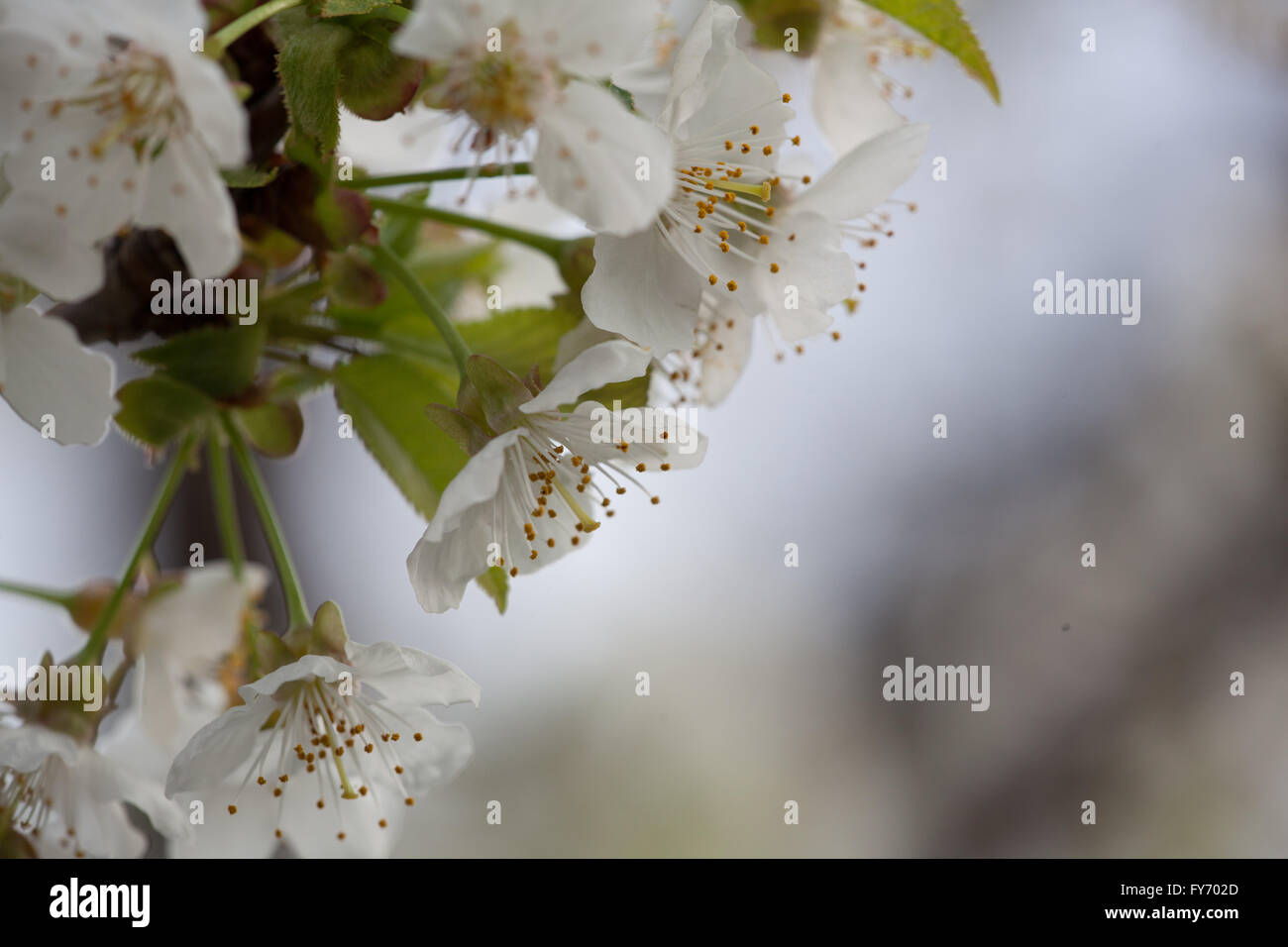 La flora di primavera - Black Cherry Blossoms Foto Stock