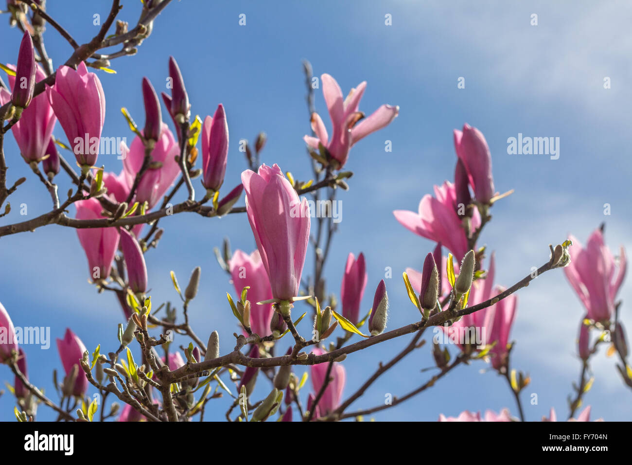 Un ramo di rosa e magenta boccioli di magnolia è a fuoco contro uno sfondo di più gemme rosa e azzurro del cielo. Foto Stock