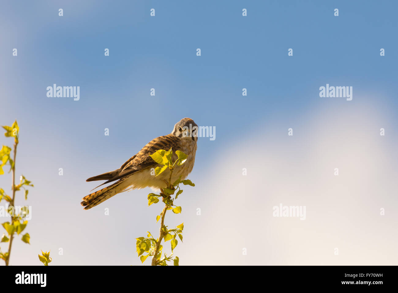 Americano femmina gheppio (Falco sparverius), Bosque del Apache National Wildlife Refuge, nuovo Messico, Stati Uniti d'America. Foto Stock