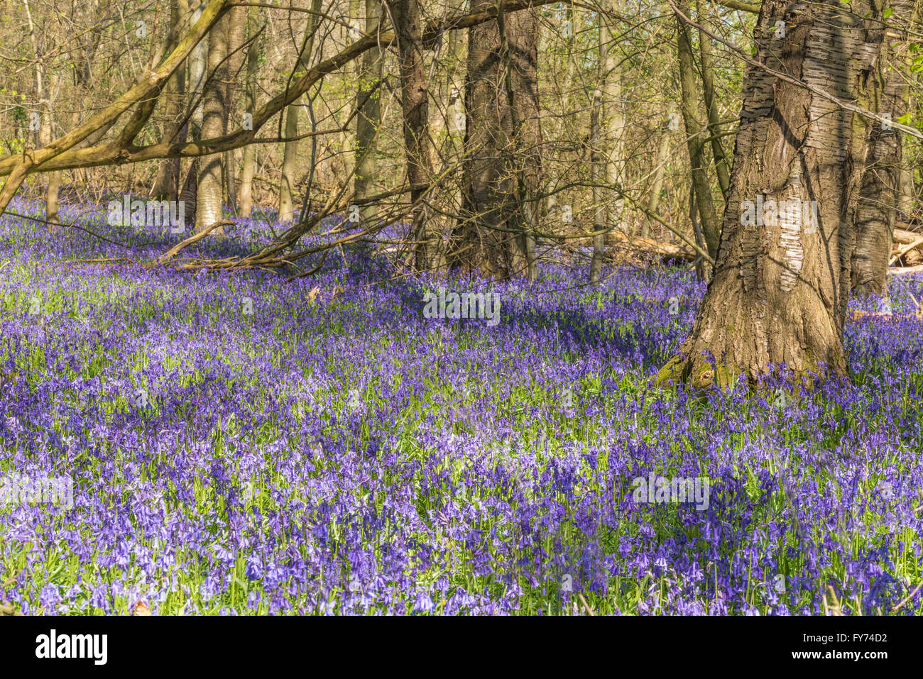 Una coperta di vibranti bluebells coprendo un antico bosco radura Foto Stock