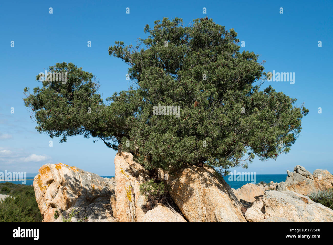 Sardo ginepro (Juniperus communis nano), Sardegna, Italia Foto Stock