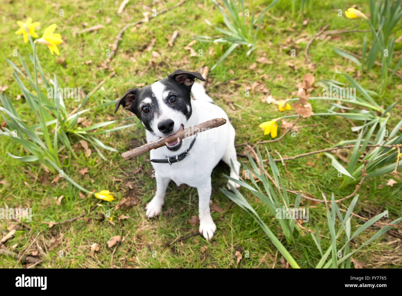 Un Jack Russell cane giocando con un bastone Foto Stock