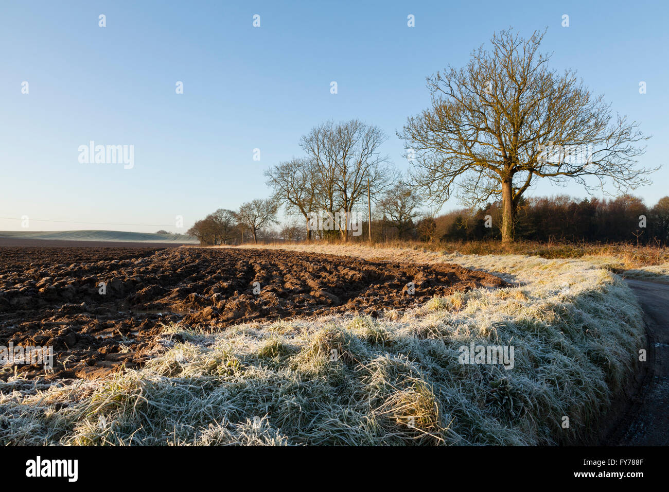 Un gelido mattino del paesaggio agricolo di terreni arati e alberi Foto Stock