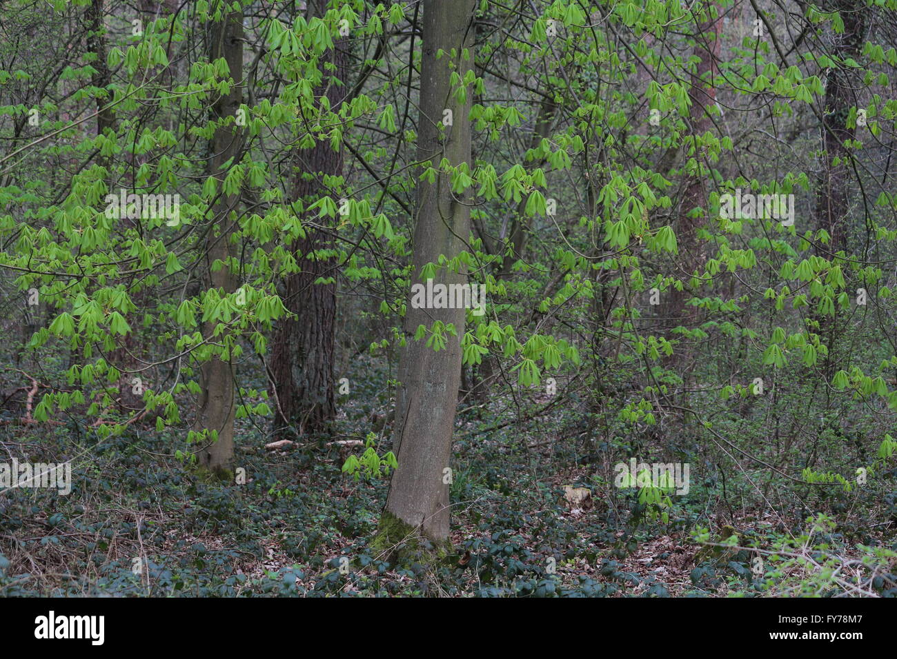 Albero di castagno nel legno, nel fiume Reno paese, Germania Foto Stock