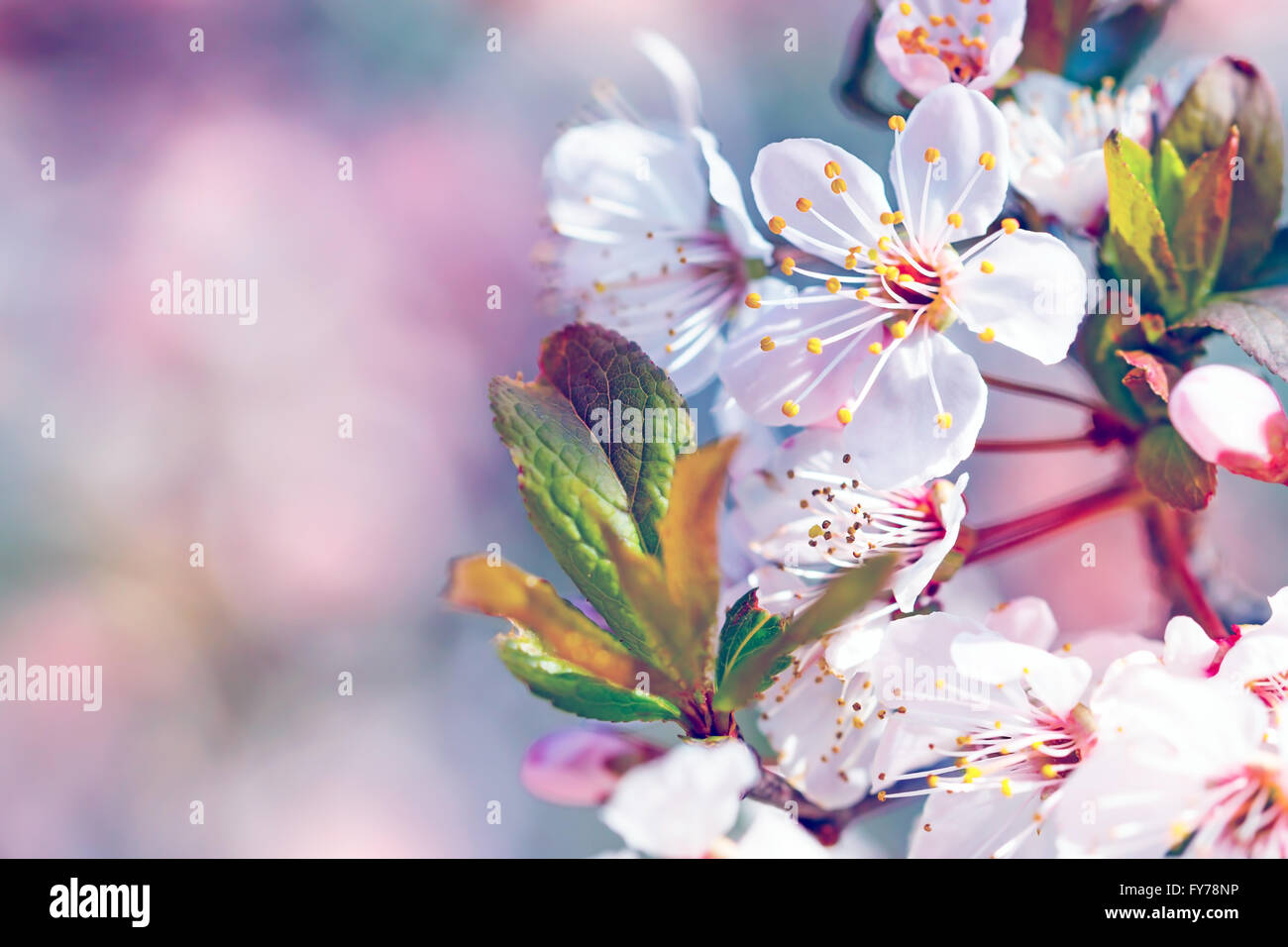 Bellissimo albero da frutto in fioritura, delicato confine fiori rosa su sfondo sfocato, copia spazio, primo tempo primaverile di fiori di ciliegio Foto Stock