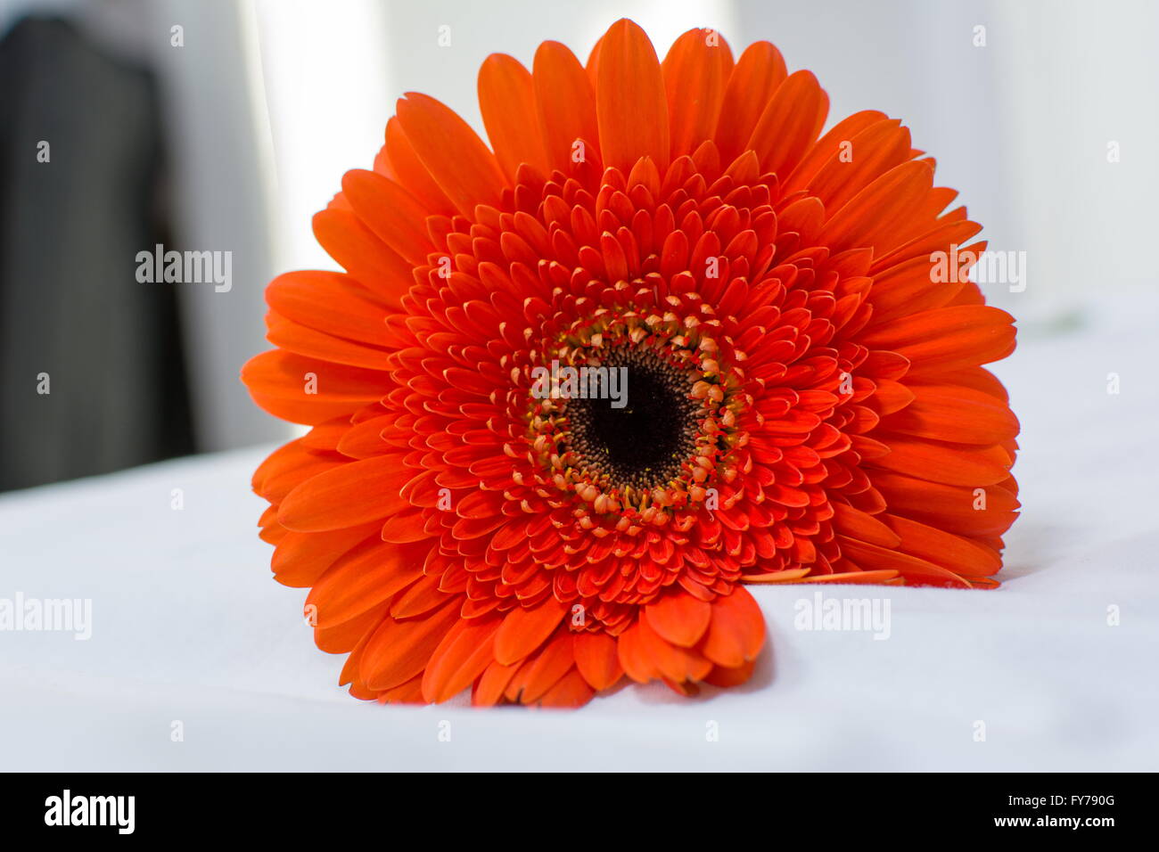 Orange Gerbera fiore close up Foto Stock