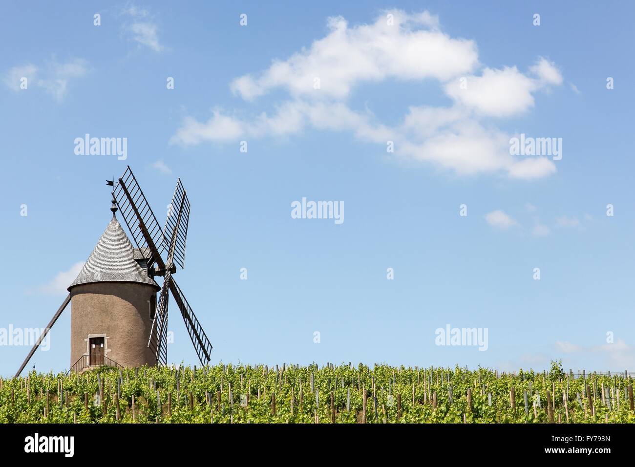 Vigneto con il vecchio mulino a vento a Moulin uno sfiato, Beaujolais. Francia Foto Stock