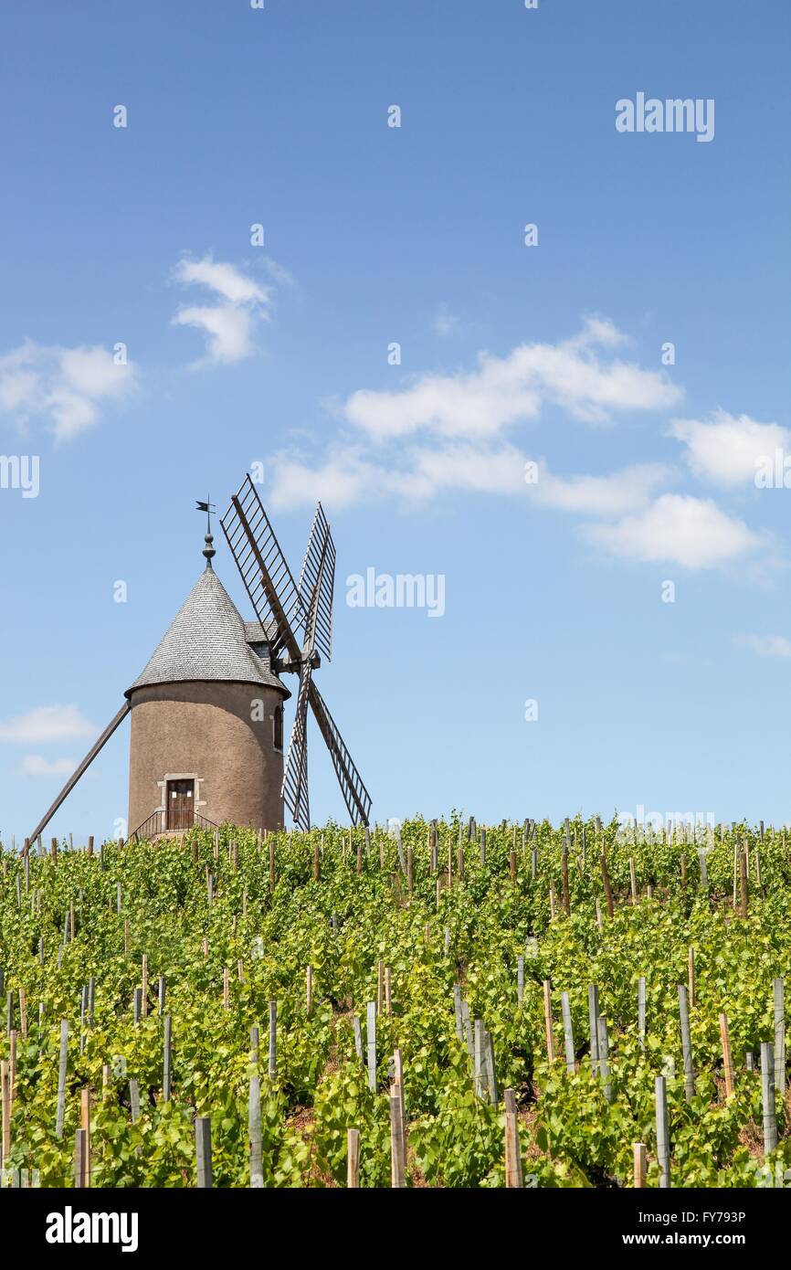 Vigneto con il vecchio mulino a vento a Moulin uno sfiato, Beaujolais. Francia Foto Stock