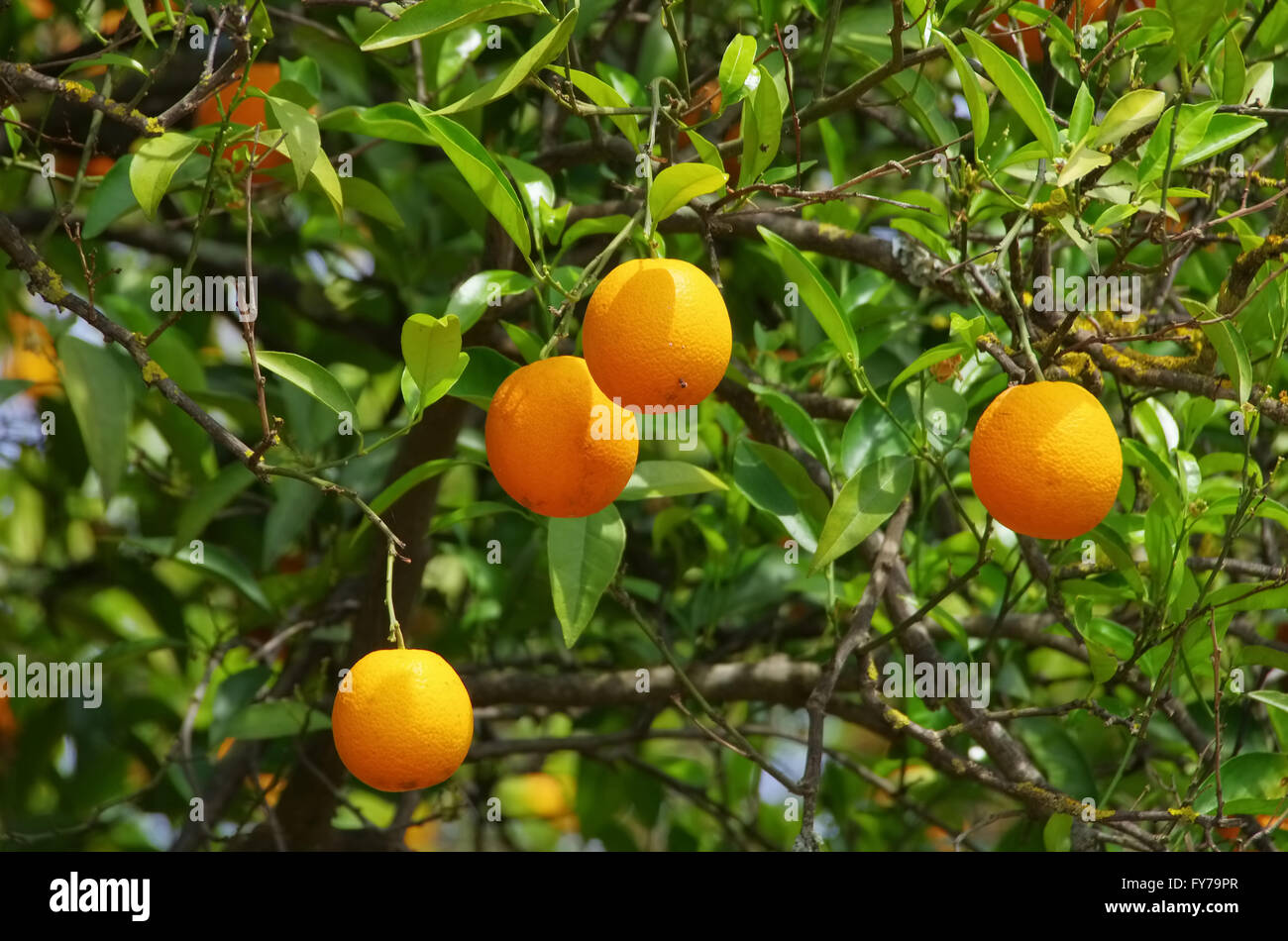 Orange am Baum - frutta di arancia su albero 14 Foto Stock